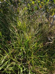 Paspalum pilosum