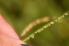 Paspalum pilosum