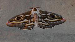 Heniocha apollonia