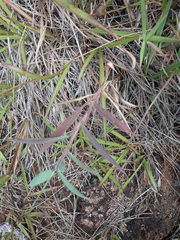 Melinis minutiflora