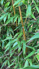 Phyllostachys nigra nigra