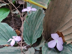 Kaempferia elegans, photograph author not stated, no rights reserved