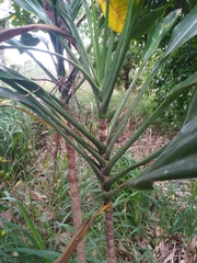 Cordyline manners-suttoniae