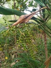 Cordyline manners-suttoniae