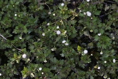 Shinnersia rivularis