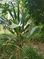 Cordyline manners-suttoniae