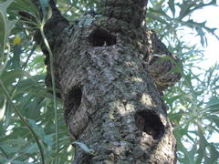 Cussonia paniculata sinuata