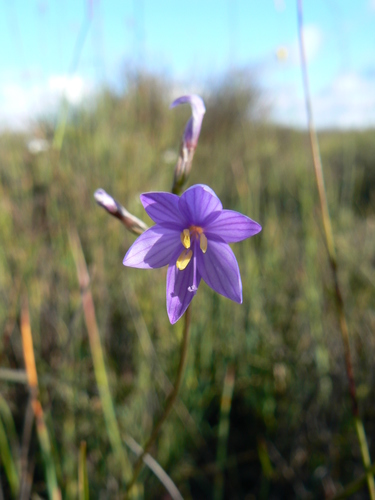 Geissorhiza purpurascens