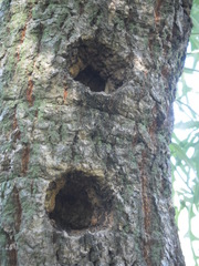 Cussonia paniculata sinuata