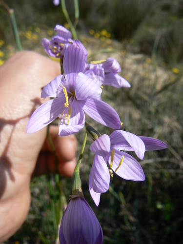 Geissorhiza purpurascens