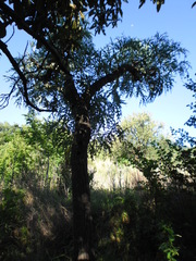 Cussonia paniculata sinuata