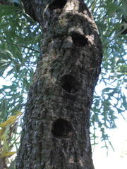 Cussonia paniculata sinuata