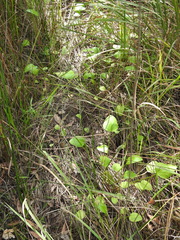 Liparophyllum exaltatum