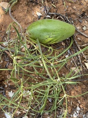 Leichhardtia australis