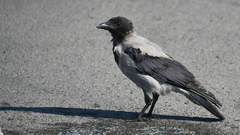 Corvus cornix