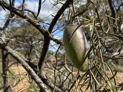 Leichhardtia australis