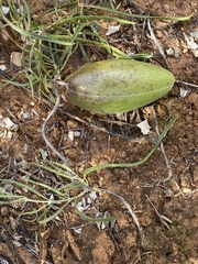 Leichhardtia australis