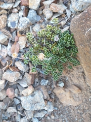 Antennaria suffrutescens