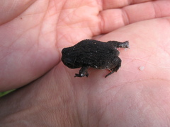 Breviceps montanus