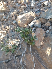 Antennaria suffrutescens