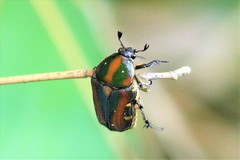 Gametis histrio