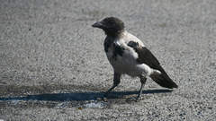 Corvus cornix
