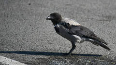 Corvus cornix