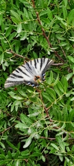 Iphiclides feisthamelii