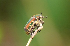 Gametis histrio