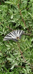 Iphiclides feisthamelii
