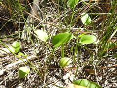 Liparophyllum exaltatum