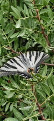 Iphiclides feisthamelii