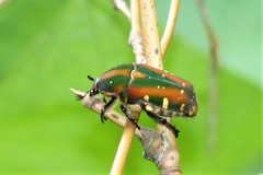 Gametis histrio