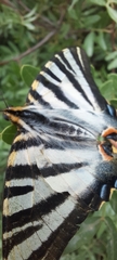 Iphiclides feisthamelii