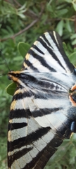 Iphiclides feisthamelii