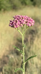 Achillea asiatica