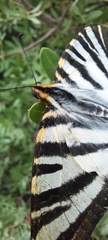 Iphiclides feisthamelii