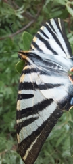 Iphiclides feisthamelii