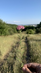 Achillea asiatica