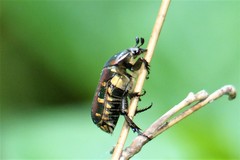 Gametis histrio
