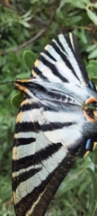 Iphiclides feisthamelii