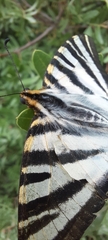 Iphiclides feisthamelii