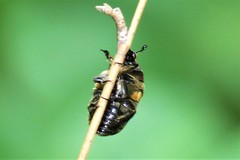 Gametis histrio