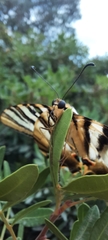 Iphiclides feisthamelii