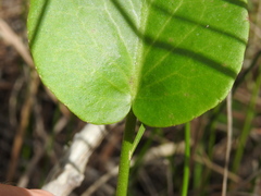 Liparophyllum exaltatum