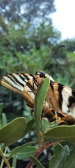 Iphiclides feisthamelii