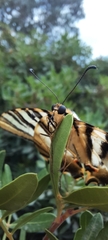 Iphiclides feisthamelii