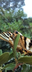 Iphiclides feisthamelii