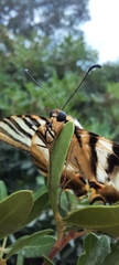 Iphiclides feisthamelii