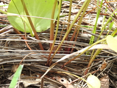 Liparophyllum exaltatum